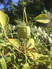 Physalis cinerascens spathulifolia
