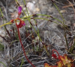 Drosera esterhuyseniae