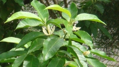 Magnolia × alba
