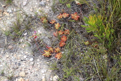Drosera esterhuyseniae