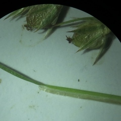 Juncus dichotomus