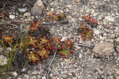 Drosera esterhuyseniae