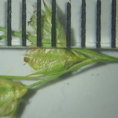 Juncus dichotomus