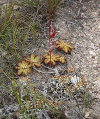 Drosera esterhuyseniae