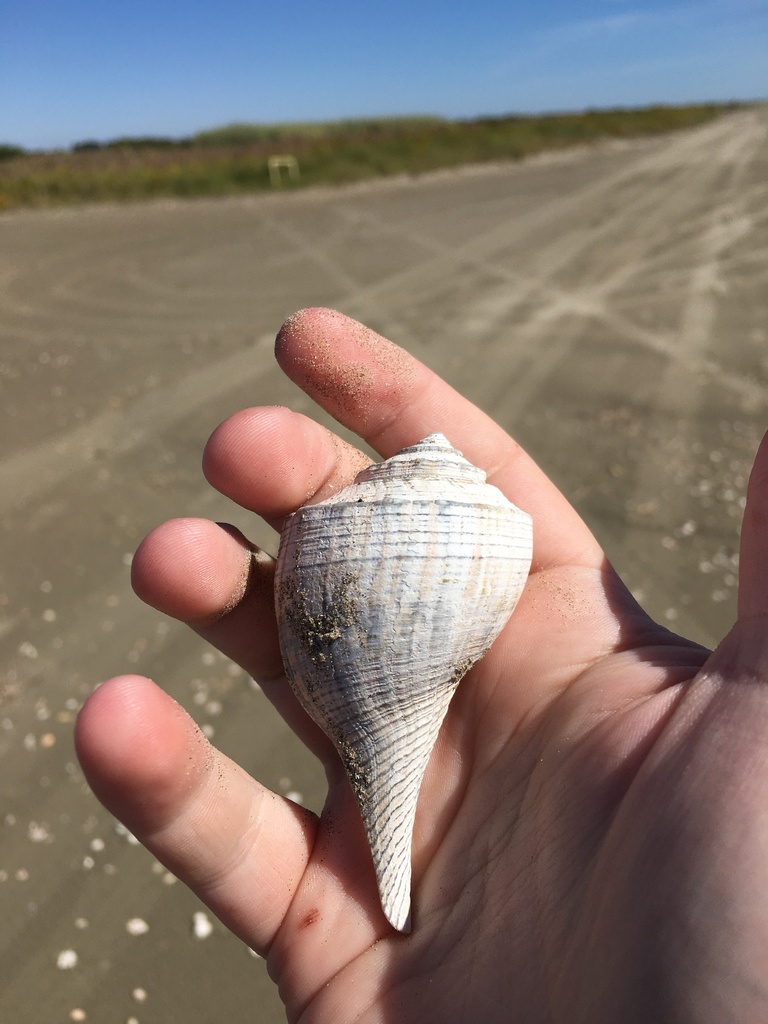 Shouldered Pearwhelk