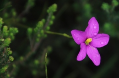 Chironia jasminoides