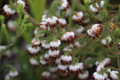 Erica cumuliflora