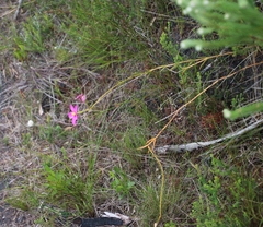 Chironia jasminoides