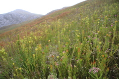 Erica cumuliflora