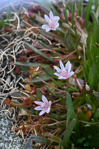 Lewisia longipetala, photograph 2