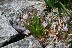 (c) Trevor Van Loon, some rights reserved (CC BY) Lewisia longipetala, photograph (c) Trevor Van Loon, some rights reserved (CC BY)