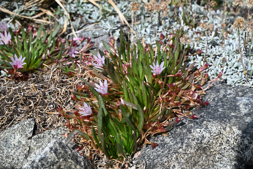 Lewisia longipetala; photograph (c) Trevor Van Loon, some rights reserved (CC BY)