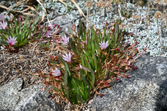 Lewisia longipetala
