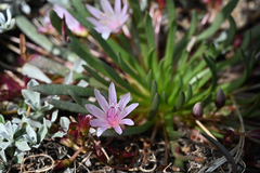 (c) Trevor Van Loon, some rights reserved (CC BY) Lewisia longipetala, photograph (c) Trevor Van Loon, some rights reserved (CC BY)