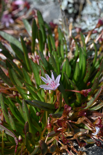 Lewisia longipetala, photograph 3