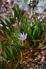 (c) Trevor Van Loon, some rights reserved (CC BY) Lewisia longipetala, photograph (c) Trevor Van Loon, some rights reserved (CC BY)