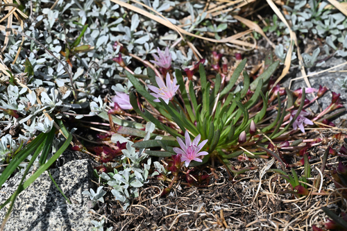 Lewisia longipetala, photograph 5