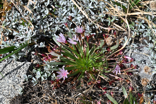 Lewisia longipetala, photograph 6