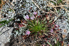 Lewisia longipetala, photograph (c) Trevor Van Loon, some rights reserved (CC BY)