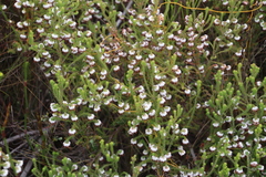 Erica cumuliflora