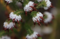 Erica cumuliflora