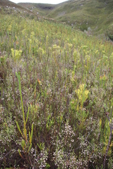 Erica cumuliflora