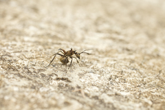 Polyrhachis ypsilon
