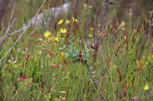 Image of Roundleaf Boneseed by (c) Tony Rebelo, some rights reserved (CC BY-SA)