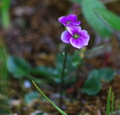 Cardamine purpurea