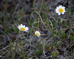 Chrysanthemum integrifolium