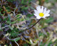 Chrysanthemum integrifolium