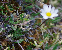 Chrysanthemum integrifolium