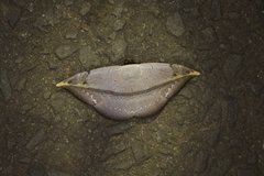 Hypopyra lactipex