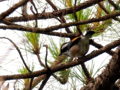 Pteruthius aeralatus