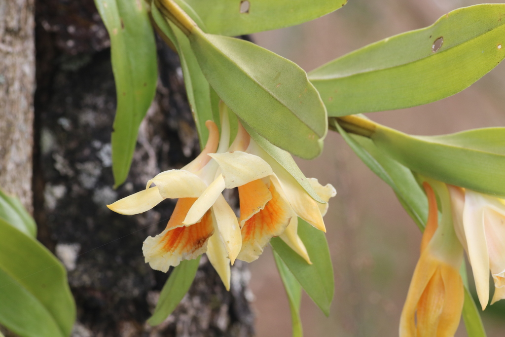 Dendrobium cariniferum Rchb.f. 2