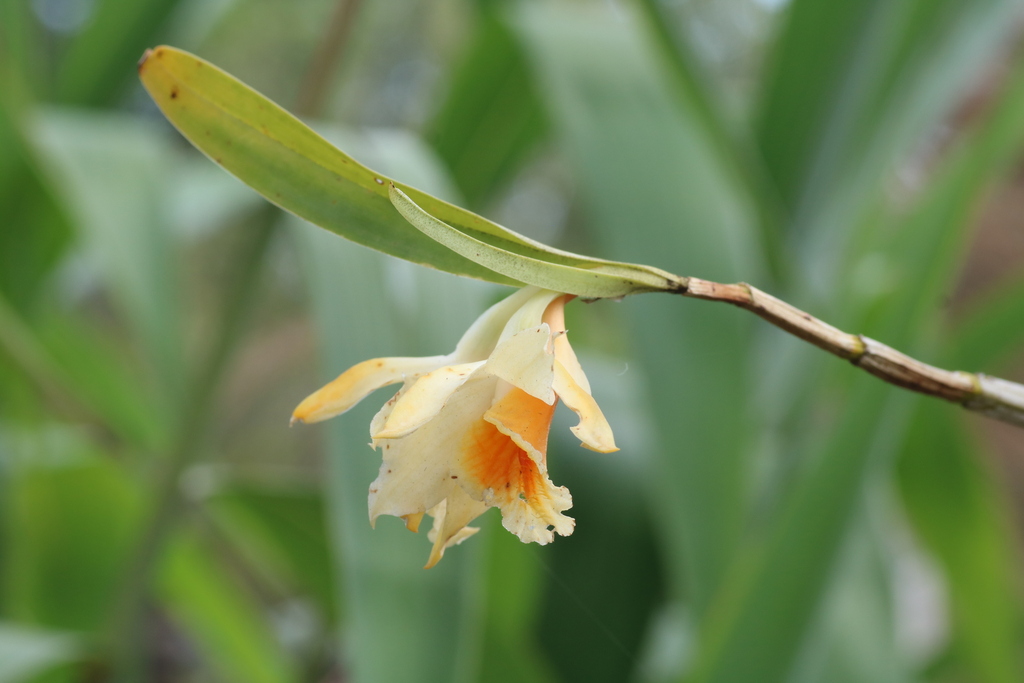 Dendrobium cariniferum Rchb.f. 3