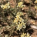Helichrysum rosum - Photo (c) Philippa Clemo, algunos derechos reservados (CC BY-NC), subido por Philippa Clemo