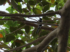 Parus minor commixtus