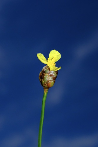 Xyris torta, photograph 5