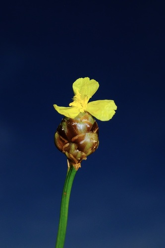 twisted yellow-eyed grass (Xyris torta)