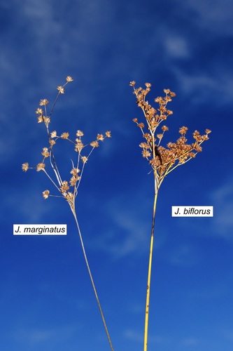 Bog rush (Juncus biflorus)