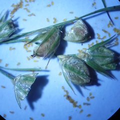 Juncus dichotomus