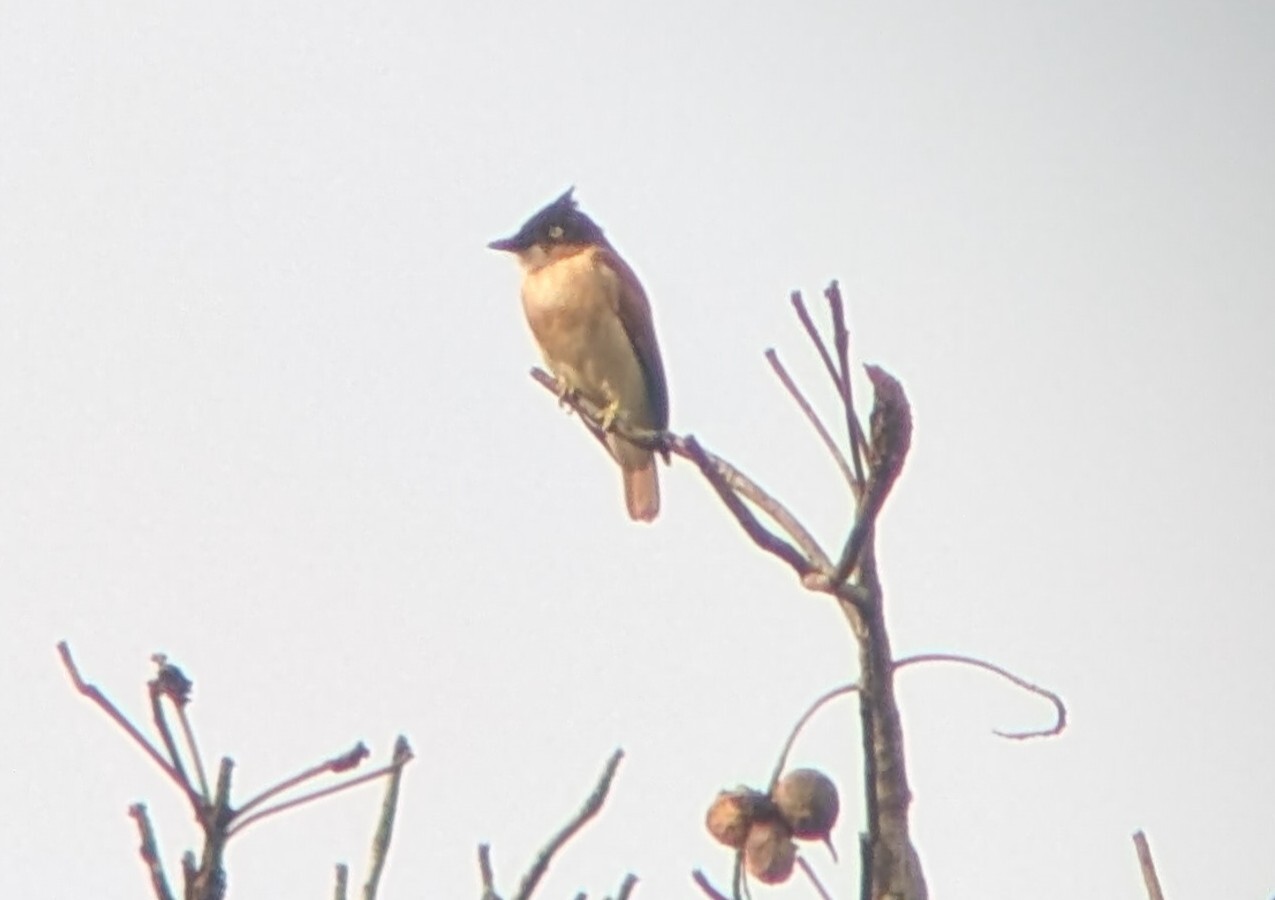 Black-and-white Shrike-flycatcher (Bias musicus), photo 5