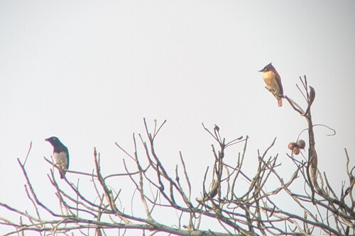 Black-and-white Shrike-flycatcher (Bias musicus), photo 2