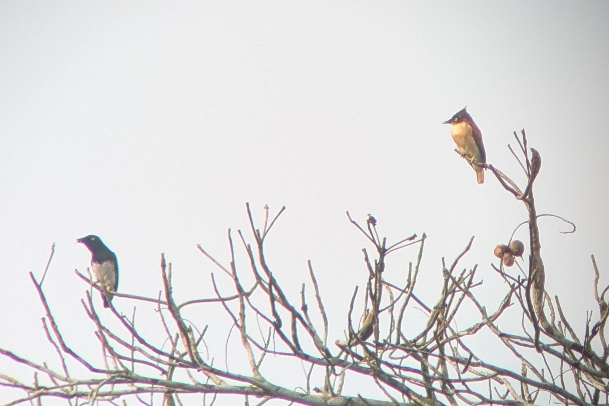 Black-and-white Shrike-flycatcher (Bias musicus), photo 2