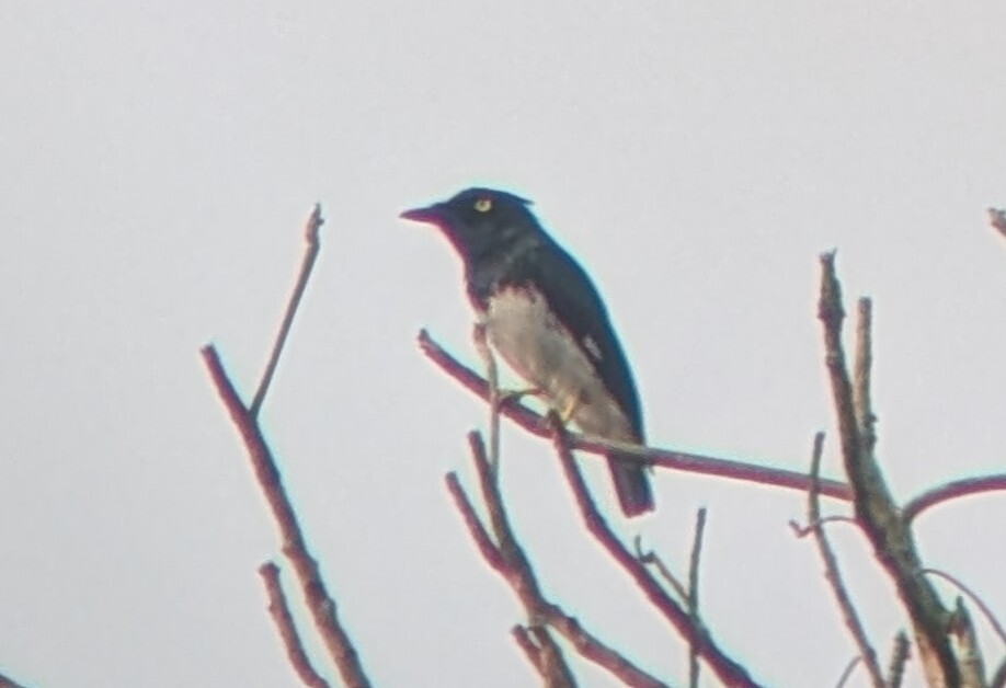 Black-and-white Shrike-flycatcher (Bias musicus), photo 4