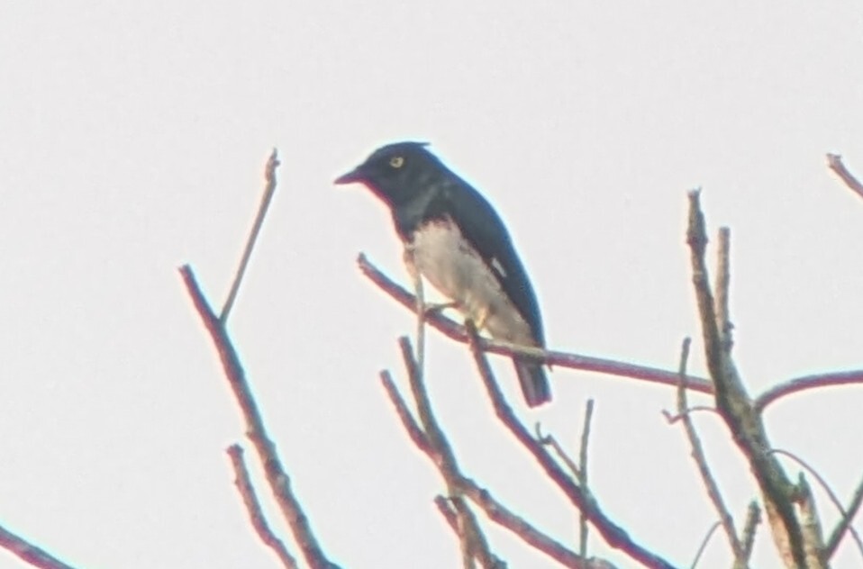 Black-and-white Shrike-flycatcher (Bias musicus), photo 3