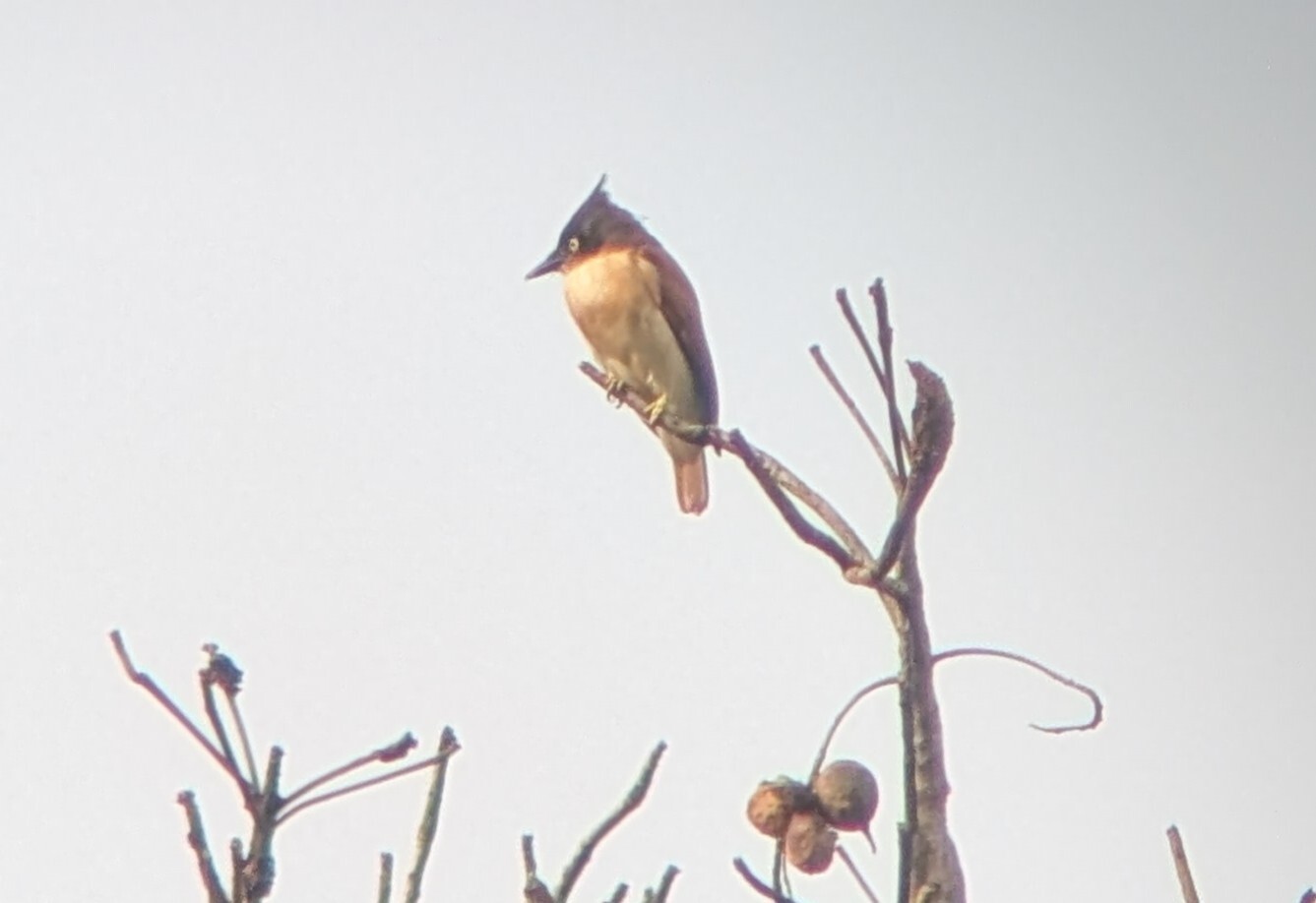 Black-and-white Shrike-flycatcher (Bias musicus), photo 6