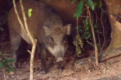 Sus scrofa moupinensis