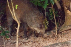 Sus scrofa moupinensis